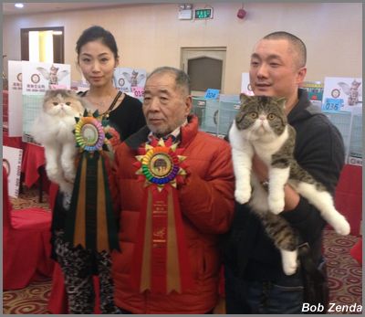 Highest Scoring Kitten & Cat at IceCityCatFans Show Shenyang Jan18-19,2014